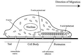 Cell membrane is made up of lipids and proteins and forms a barrier between the extracellular liquid. A Migrating Animal Cell Showing A Lamellipodial Membrane Protrusion Download Scientific Diagram