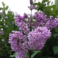 Image result for Syringa prestoniae