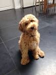 Medium Labradoodle | Medium Labradoodle Puppies For Sale