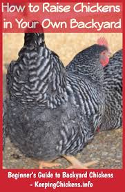 When they are not feeling well, chooks can display symptoms that could hint at a myriad of different health issues, leaving the concerned chook lady or lad scratching their head, trying to diagnose what is wrong. Keeping Chickens In Fenced Yard Chickens Backyard Raising Backyard Chickens Raising Chickens