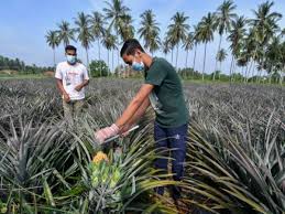 The meaning of lpnm is lembaga perindustrian nanas malaysia and other meanings are located at the… Sinarharian Results For Lembaga Perindustrian Nanas Malaysia Lpnm