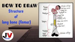 The humerus is a long bone in the arm or forelimb that runs from the shoulder to the elbow. Long Bone Diagram Long Bone Diagram How To Draw Long Bone Youtube