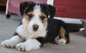 eliah geb ca 12 2019 hunde aus gotha hunde hunde welpen welpen