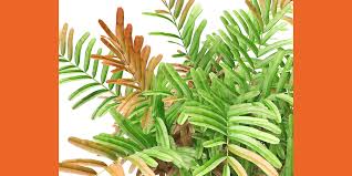 Image result for Acrostichum aureum