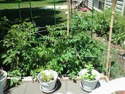 Image result for tbn:9EYqqyWi5HceOM::www.4photos.net/photo/72small_1205339045.jpg