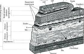 Three Dimensional Section Of The Skin Of A Teleost Fish The Coho Download Scientific Diagram