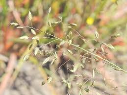 Image result for Eragrostis paniciformis