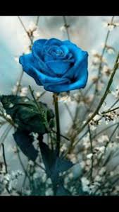 Silvana Rullo Adli Kullanicinin Felice Anno Nuovo Panosundaki Pin 2020 Guller Mavi Gul Cicek