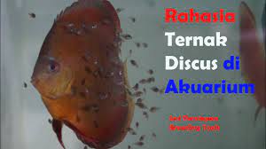 Proses mudah dalam pembenihan ikan guppy hasil maksimal. Cara Benar Ternak Ikan Discus Di Akuarium Dg Mempersiapkan Breeding Tank Discus Ternakikandiscus Youtube