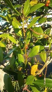 Image result for Apodytes