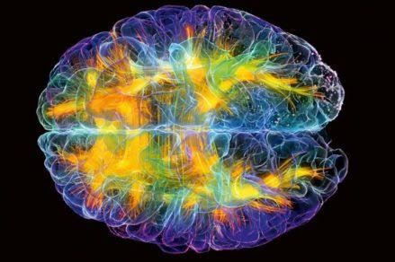 Científicos se acercan a develar el misterio del origen de la conciencia El  Ciudadano