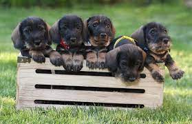 We normally produce one litter of gwp a year, and we have 2 litters of field standard wirehaired dachshunds, because we believe it is very important that our. Miniature Wire Haired Dachshund Puppies Home Facebook