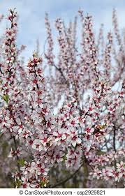 Significa che puoi usarlo e modificarlo per i tuoi progetti personali e commerciali. Fiore Stagione Mandorla Albero Campo Primavera Fiore Dentellare Stagione Mandorla Albero Campo Primavera Fiori Canstock