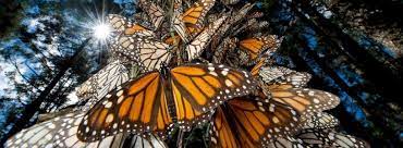 Pin On Voladores Y 6 Patas