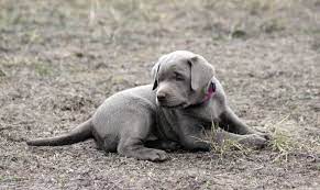 Puppies for sale from dog breeders near texas. Labrador Puppies For Sale Silver Labs For Sale Dog Training Dog Boarding Serenity Ranch Kennels