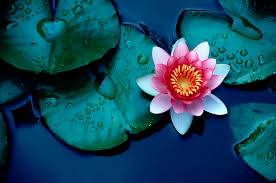 Pond trade magazine covering the pond and water garden business in greater depth. How To Grow A Lotus Plant Inside A Home
