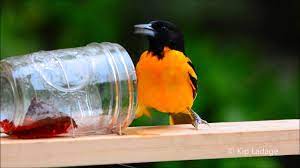 Grape jelly grape jelly is probably the best way to attract orioles. Baltimore Oriole At Grape Jelly Feeder C Kip Ladage Youtube