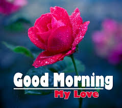 Welcome a brand new good morning images hd with a smile. Good Morning Images With Flowers Hd With High Resolution