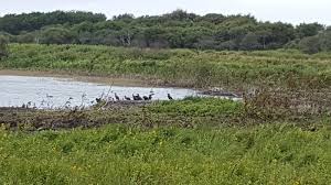 Une Promenade Sur Le Sentier De La Plaine Dunaire Ca Vous Dit Les Renc Arts Des Amis D Hom Arts