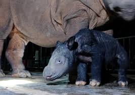 Image result for Rinorea laurentii