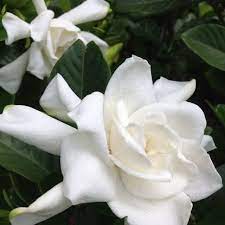 Pin By Fun Wise Math On The Beautiful Outdoors Florida Flowers Flowers Flower Drum