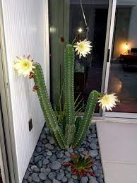Having visited joshua tree national park, you will understand how beautiful and colourful the desert can be. Night Blooming Cereus Cactus Jungle