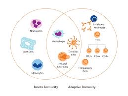 When iga binds to a target, it can stimulate inflammation. Immune Cell Types Immune System Responses Bd Biosciences