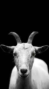 Jun 22, 2021 · g.o.a.t, god tier, potential candidate to win game of my lifetime when the ballot is cast after i'm dead many years from now. Grey Goat G O A T Wallpaper Animal Wallpaper Cute Goats