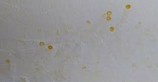 Now there's one spot (about an inch in diameter) in the drywall in the basement ceiling that's a i would not do anything about the water spot for a month or so. Oily Yellow Spots On Bathroom Ceiling Doityourself Com Community Forums