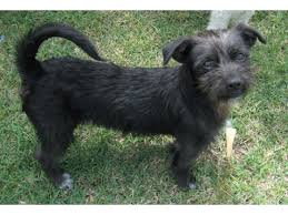 Shih Tzu Terrier Mix Scotty Terrier Terrier Mix Hybrid Dogs