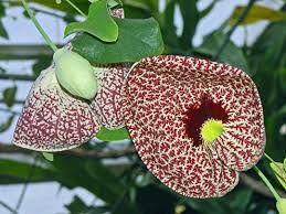 Image result for Aristolochia heppii