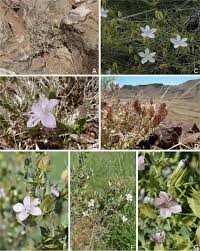 Image result for Crabbea kaessneri