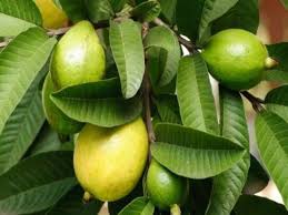 Jambu batu merah juga sangat bagus untuk mengurangkan kadar kolesterol dan juga tekanan darah dalam badan. Cerahkan Wajah Anda Dengan Daun Jambu Batu