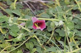 Image result for Pedaliaceae