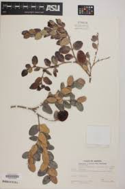 Image result for Carissa praetermissa