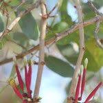 Image result for Tapinanthus oleifolius