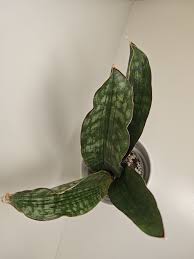 Image result for Sansevieria scimitariformis