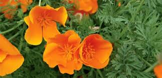 Press the seeds lightly into the soil, watering gently to avoid dislodging the tiny seeds. Californian Poppy Orange The Diggers Club
