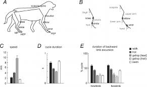 Using the random animal generator is a great way to play a game of animal charades with your friends. General Gait Parameters A Schematic Drawing Of A Walking Dog With Download Scientific Diagram