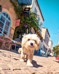 10 En Iyi Izmir Goruntusu Oteller Fotograf Tatiller