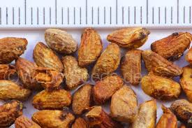 Image result for Voacanga africana