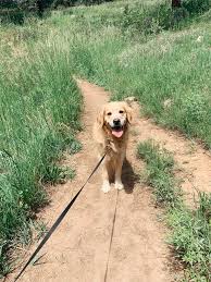 In addition to the rescues in colorado, you also have some options in nearby states. Home Amr Digital Marketing Golden Retriever Retriever Golden Retriever Funny