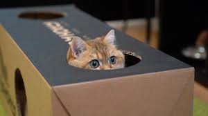 But one day he finds an adorable little kitten waiting in a cardboard box next to his front door. The Reason Cats Love Climbing Inside Boxes Nerdist