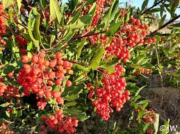 Image result for Gymnosporia arbutifolia