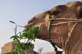 It's very interesting, but i'm only on have they arrived already? The Camel Diaries Egypt Independent
