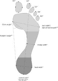Results may vary based on how. Basic Landmark And Measurement Systems For Human Footprints Used For Download Scientific Diagram