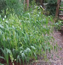 Image result for Chasmanthium latifolium