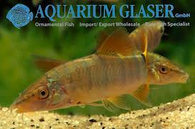 Image result for Kotschya ochreata