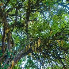 Image result for Moringa