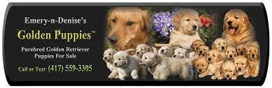 Awesome golden retriever puppies for sale. Funny Golden Retriever Puppies For Sale In Iowa City L2sanpiero